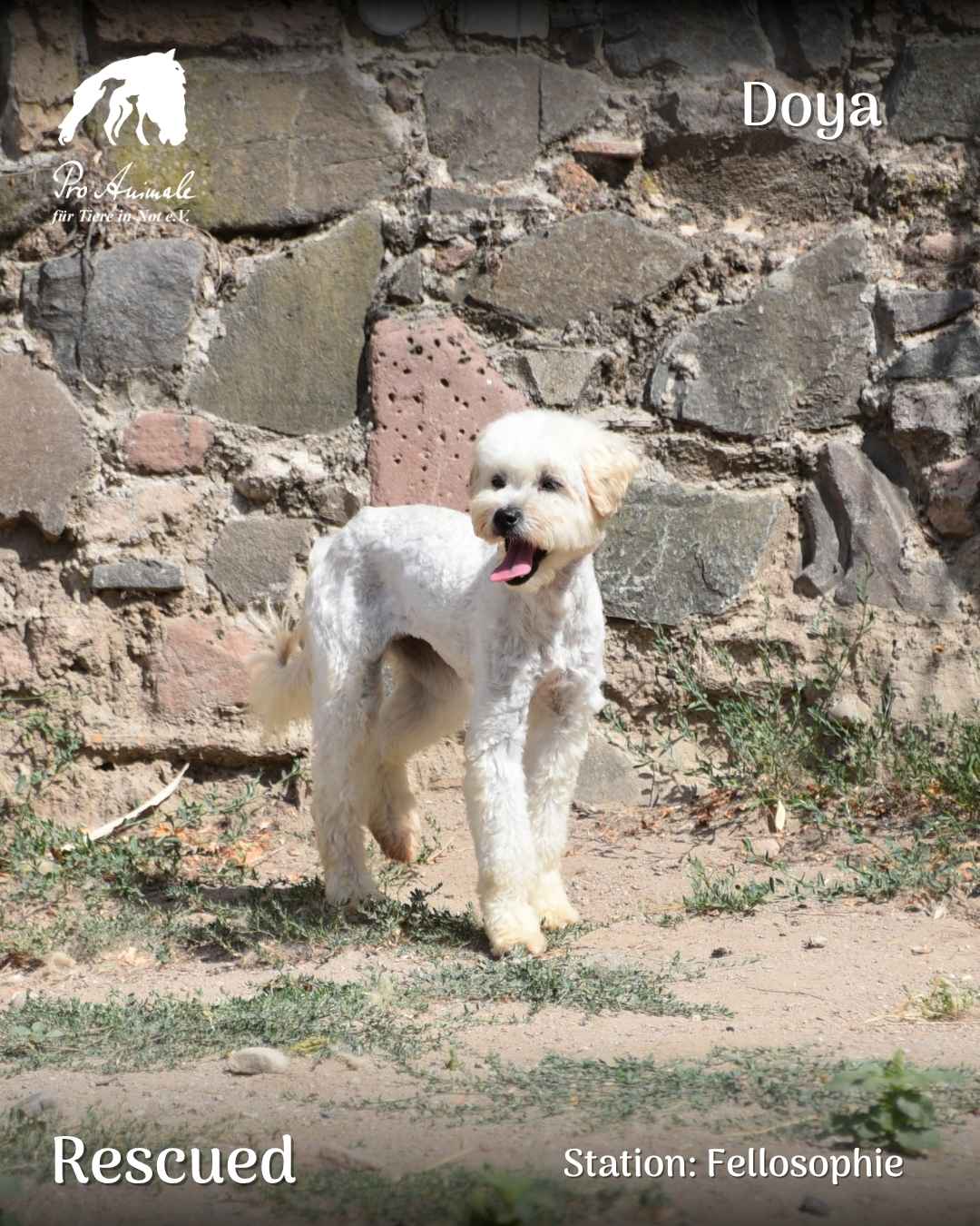 Der weiße Pudel-Mischling Doya steht mit neugierig freudigem Gesichtsausdruck im Auslauf der Hundeherberge Fellosophie