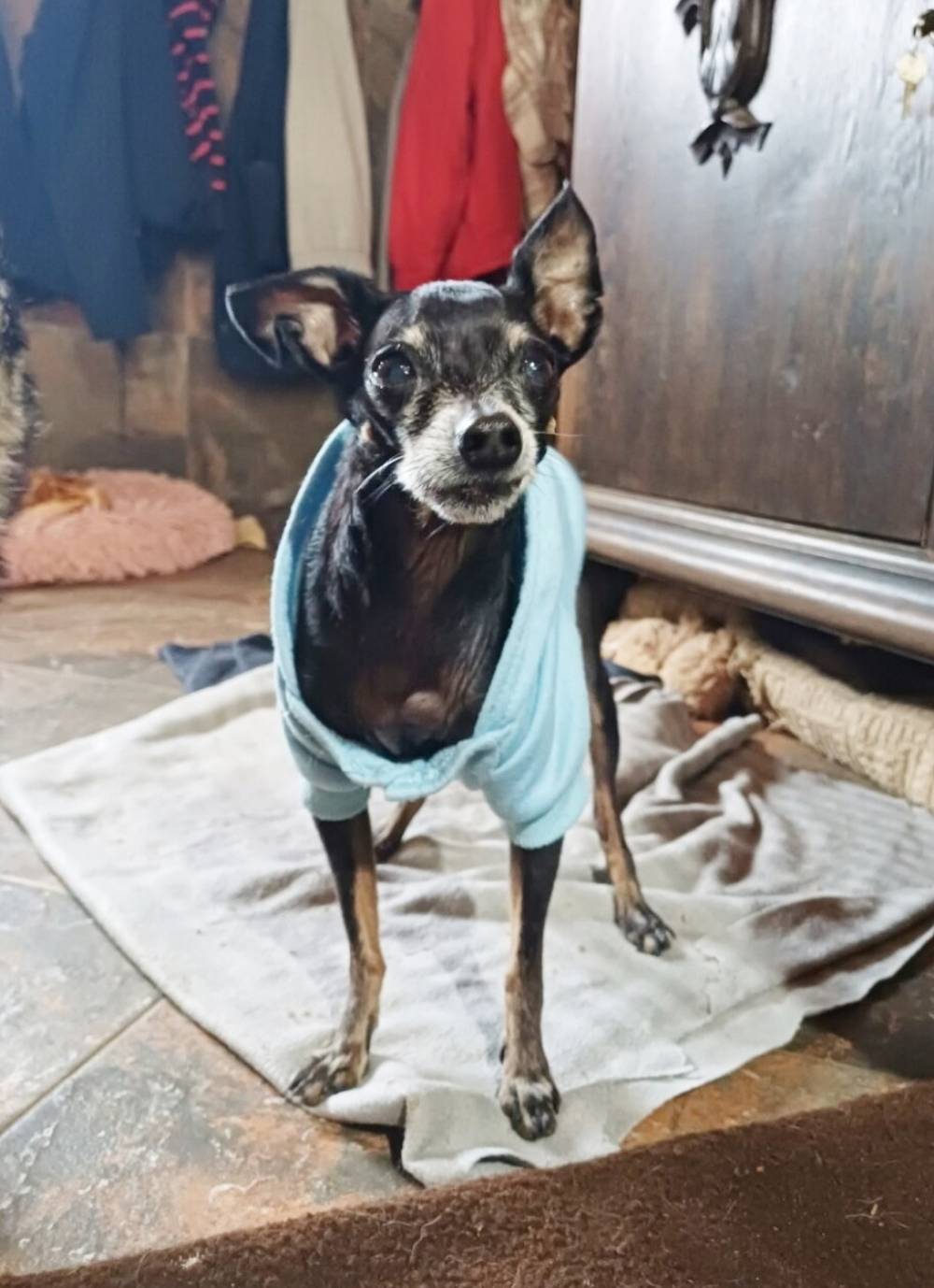Der winzige, schwarze Hundesenior Filip steht mit einem hellblauen Pullover auf einem Tuch am Boden in der Tierherberge.