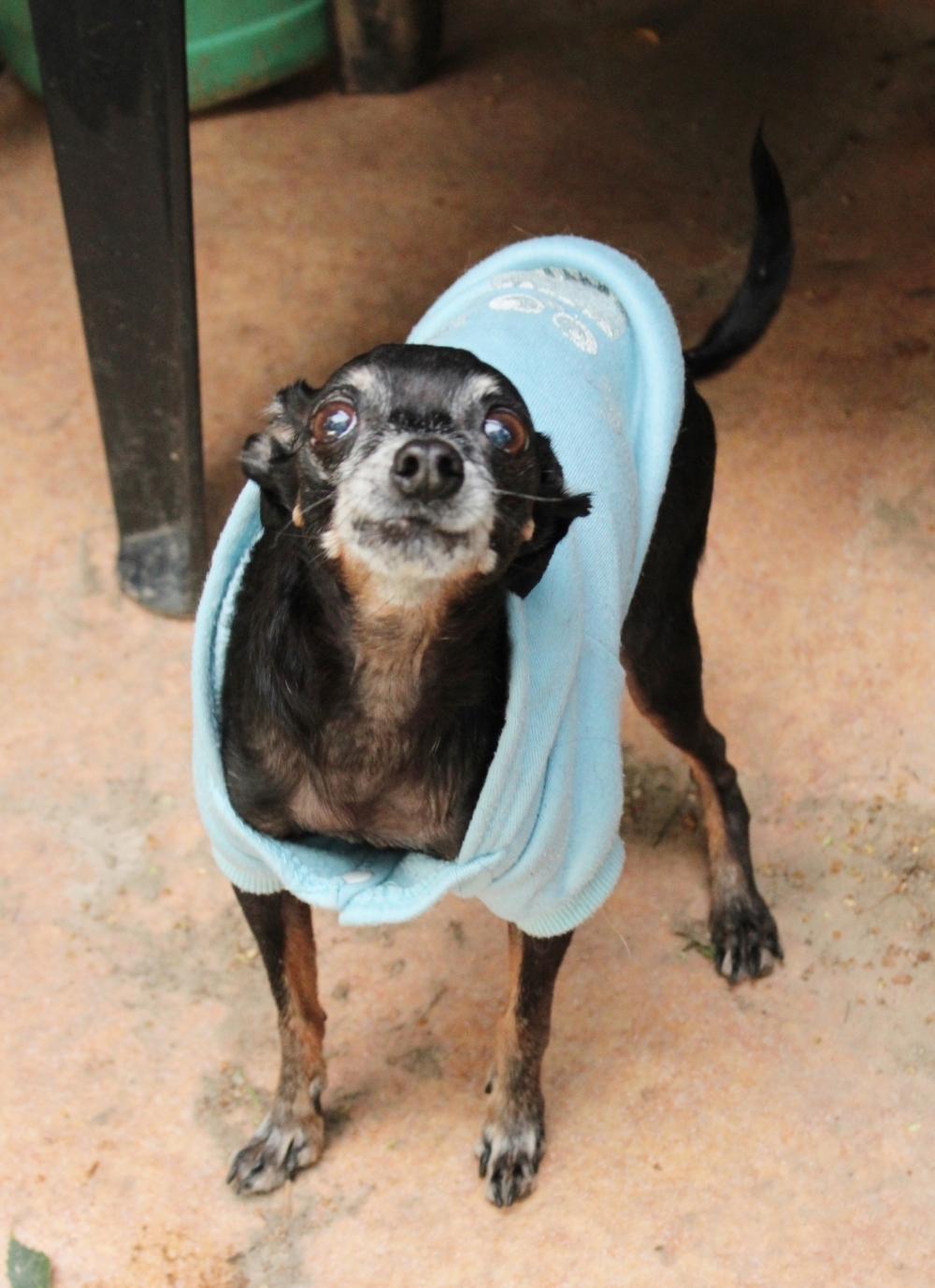 Porträtaufnahme des kleinen Hundeseniors Filip im hellblauen Pullover, wie er aufmerksam nach oben blickt.