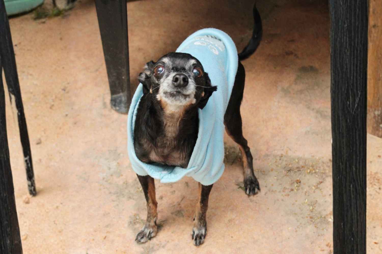 Der kleine Hundesenior Filip steht im hellblauen Pullover in der Tierherberge und schaut treu in die Kamera.